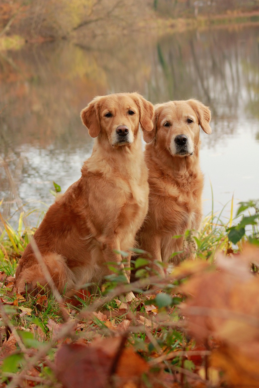 https://FoxyEaglePetCenter.com